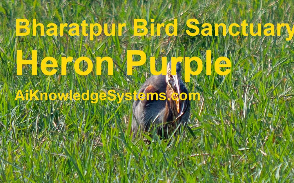 Heron Purple (116) Coming Soon